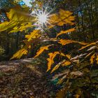 Herbst im Oberholz