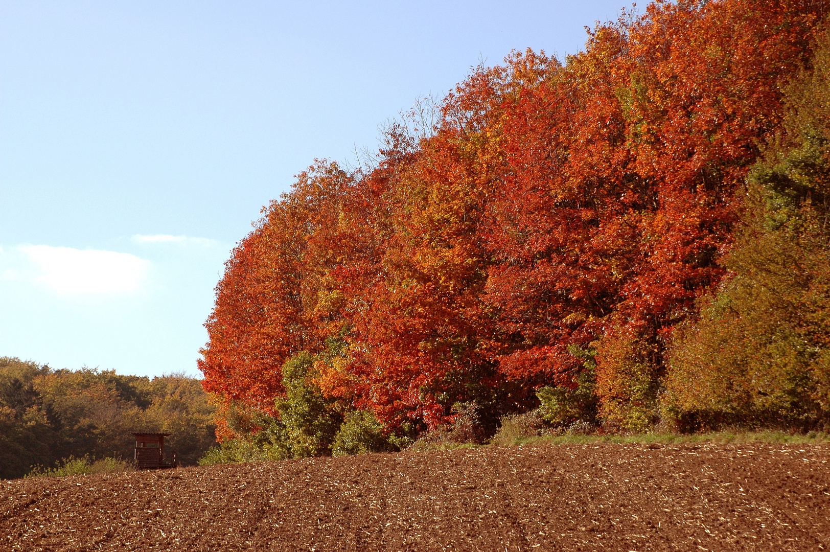 Herbst im Odenwald 1