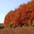 Herbst im Odenwald 1