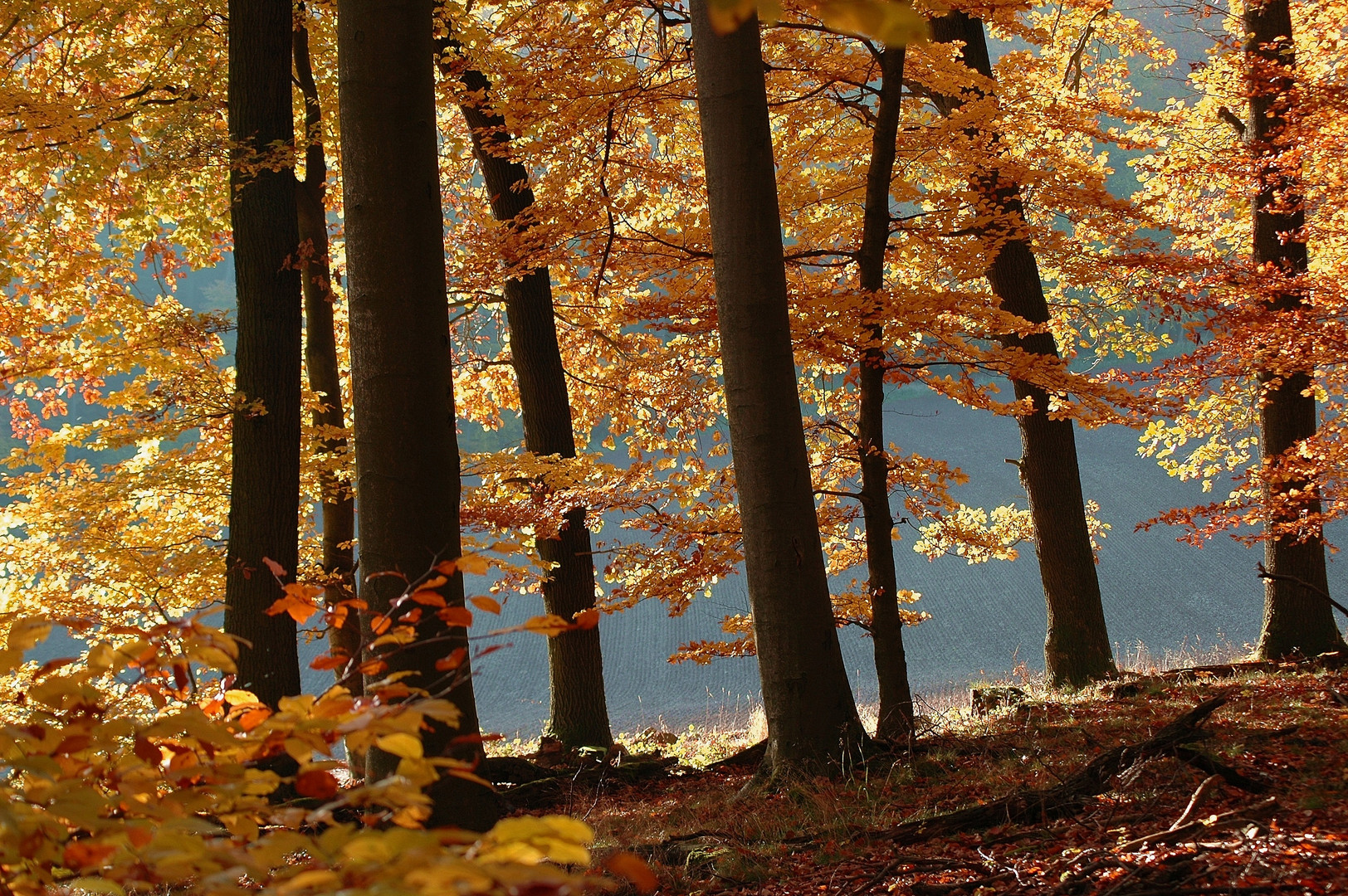 Herbst im Odenwald 2