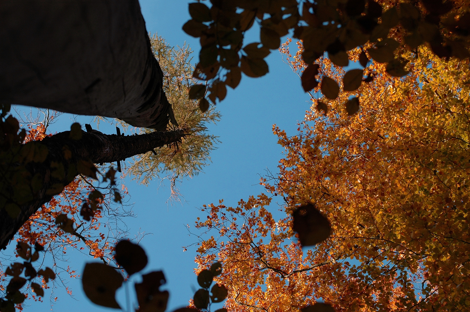 Herbst im Odenwald 3