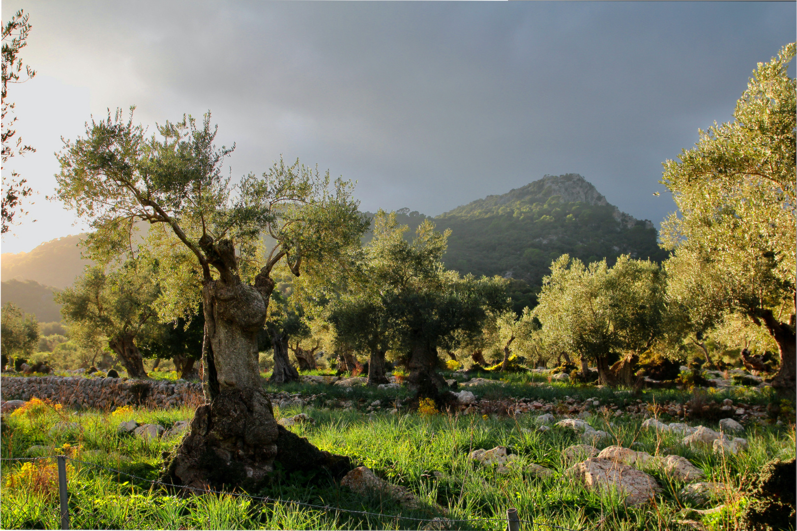  Herbst im Olivenhain