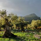  Herbst im Olivenhain