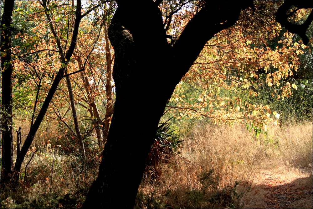 Herbst im Olivenhain