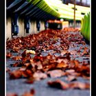 Herbst im Olympiastadion (1)