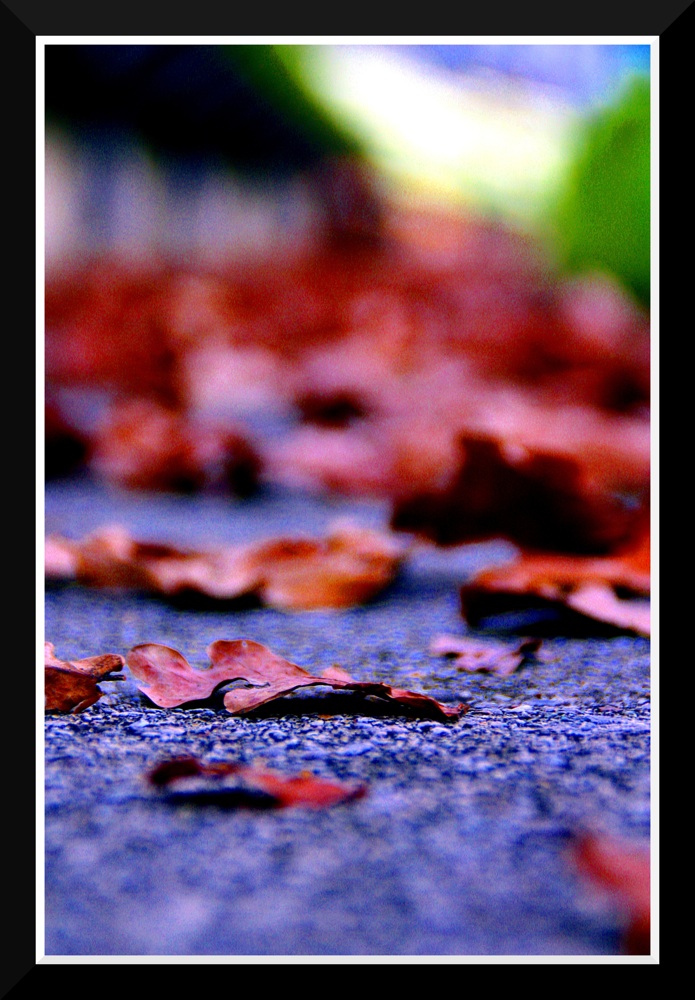 Herbst im Olympiastadion (2)