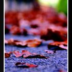 Herbst im Olympiastadion (2)