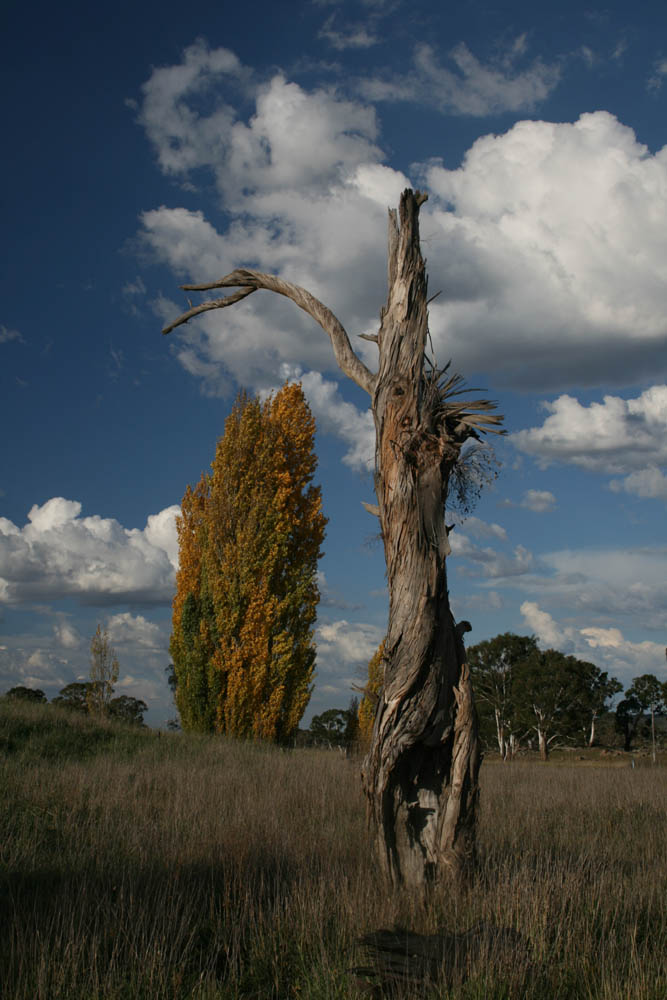 Herbst im Outback