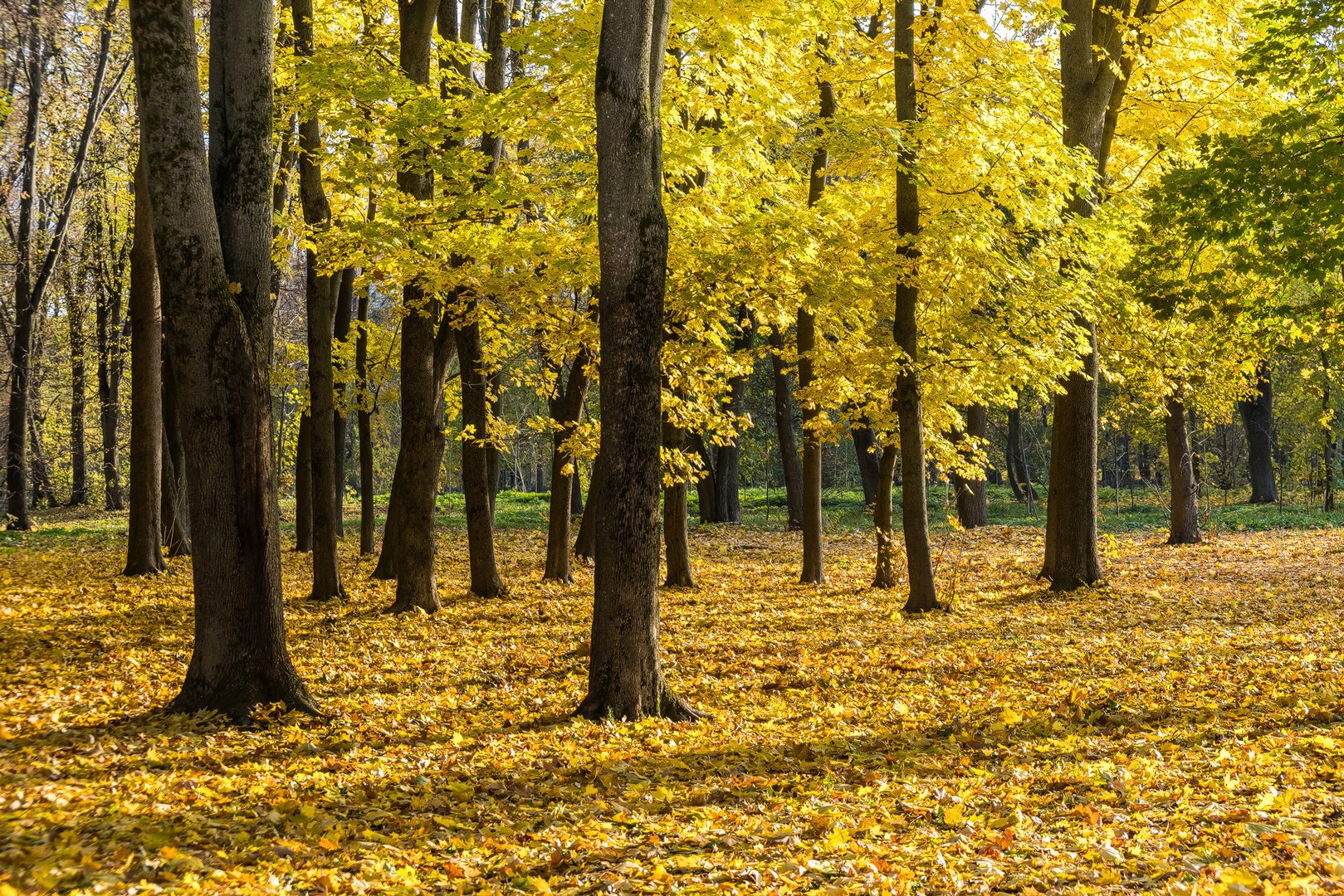 Herbst im P. Belousov Central Park in Tula (Russland) 2