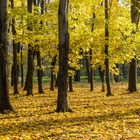 Herbst im P. Belousov Central Park in Tula (Russland) 2