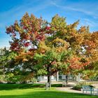 Herbst im Palmengarten