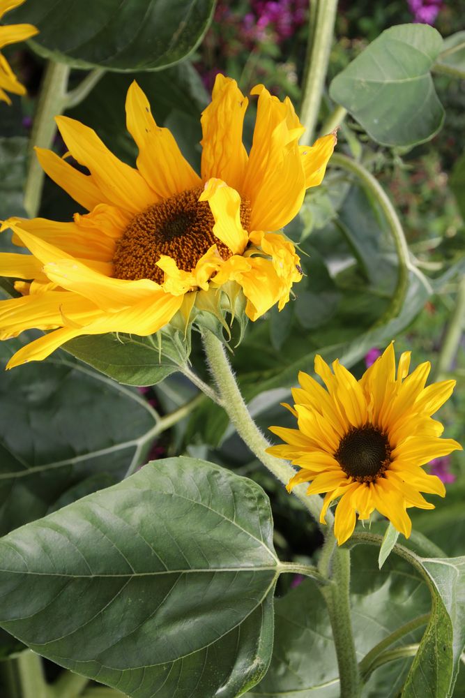 Herbst im Palmengarten 1