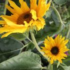 Herbst im Palmengarten 1