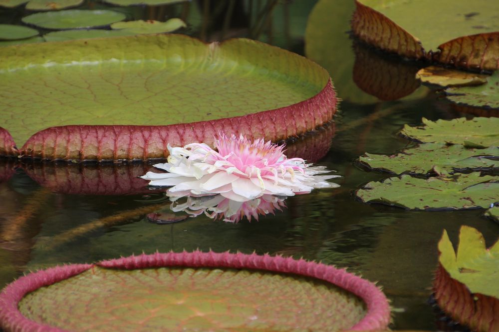 Herbst im Palmengarten 2