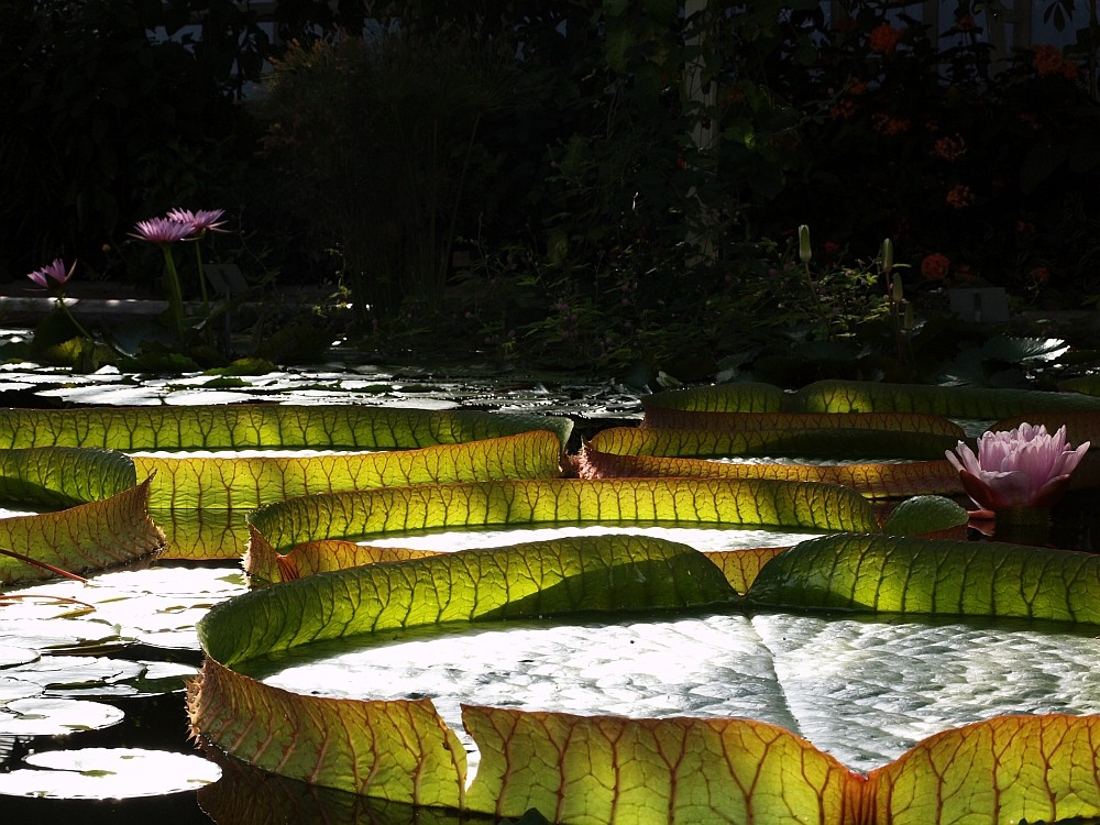 Herbst im Palmengarten