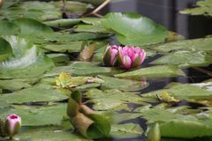 Herbst im Palmengarten 4