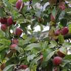 Herbst im Palmengarten 5