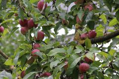 Herbst im Palmengarten 5