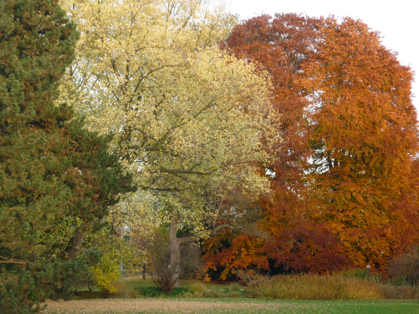 herbst im Palmengarten