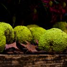 Herbst im Palmengarten