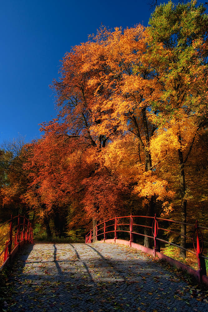 Herbst im Park