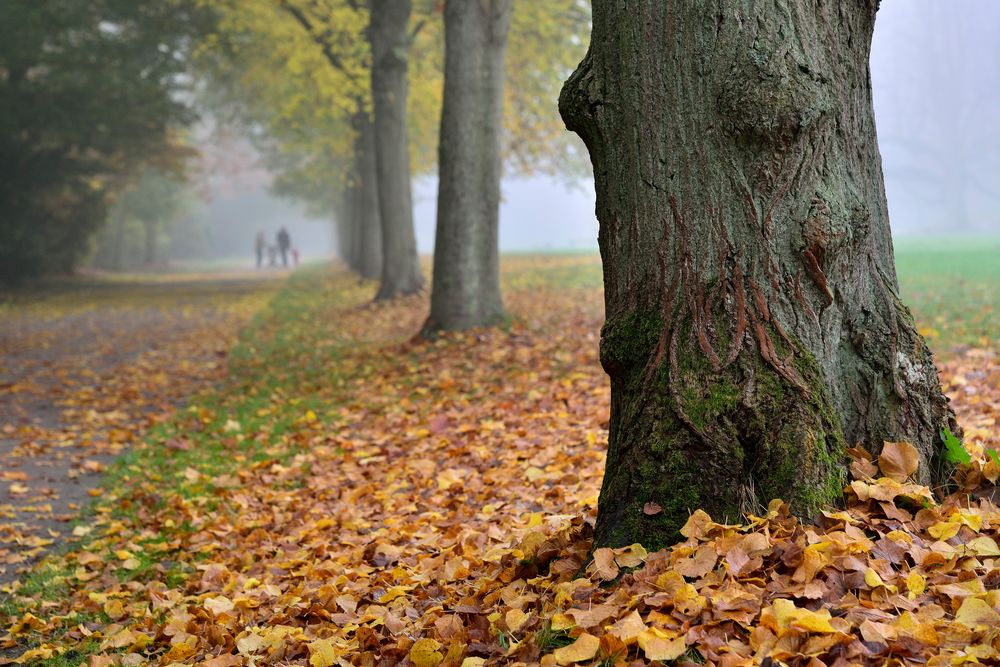 Herbst im Park