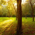 Herbst im Park