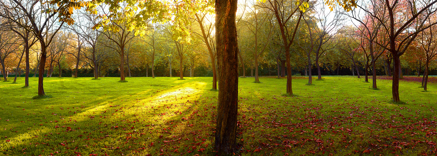 Herbst im Park