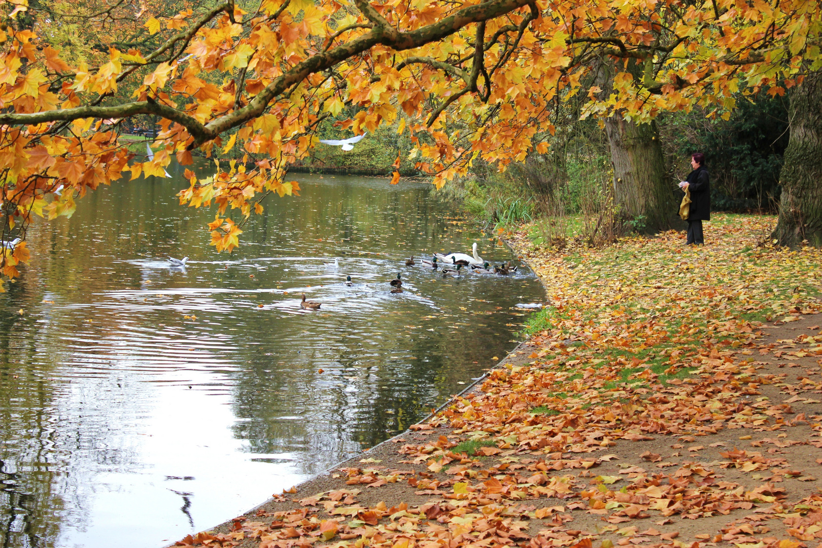 Herbst im Park