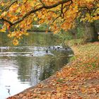 Herbst im Park