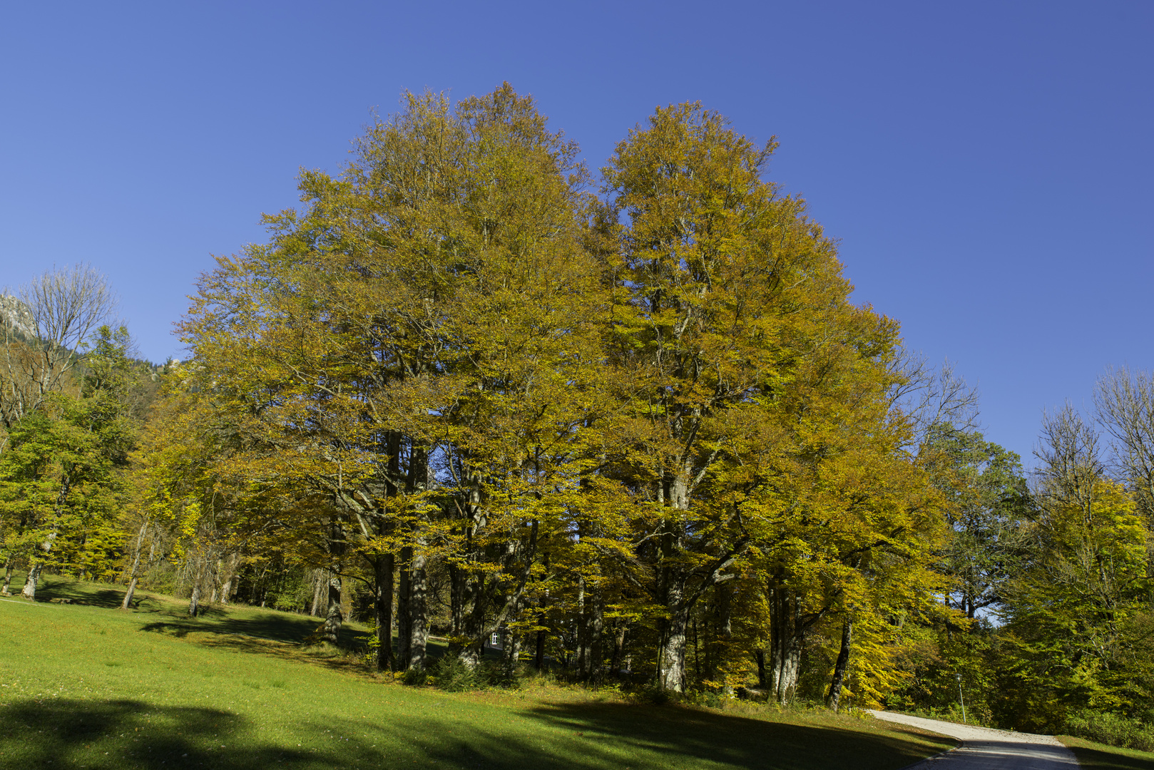 Herbst im Park