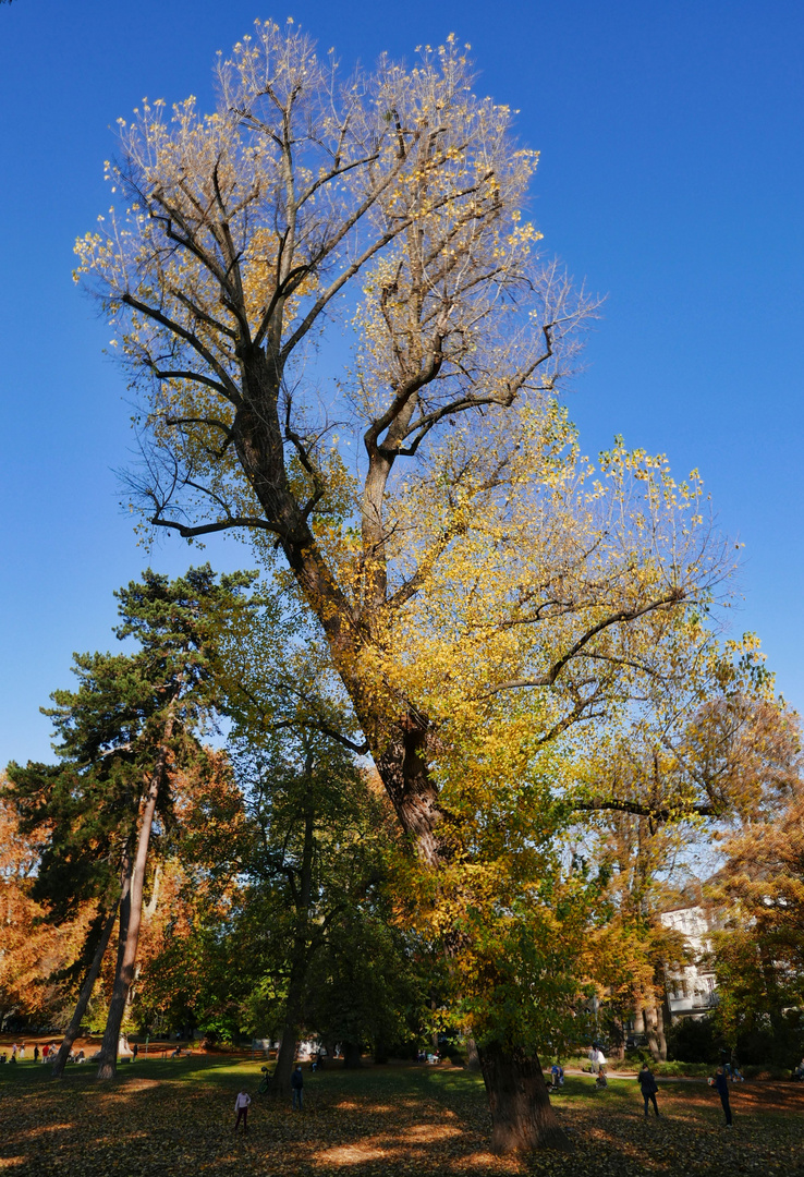 Herbst im Park