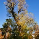 Herbst im Park