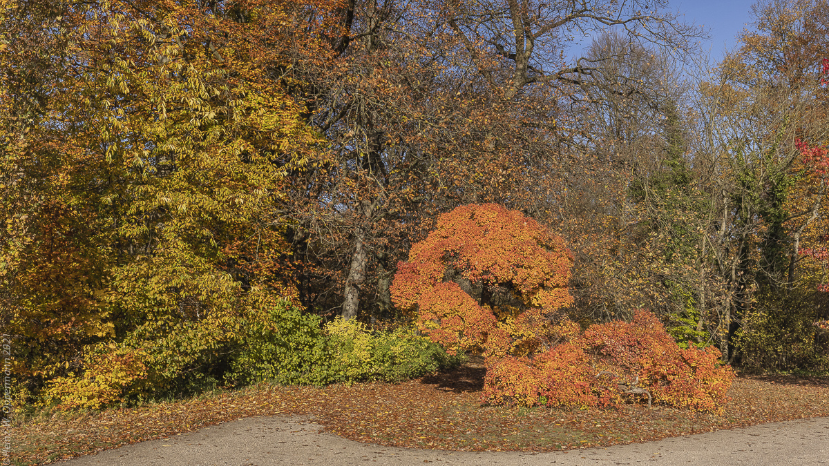 Herbst im Park