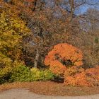 Herbst im Park