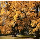 Herbst im Park