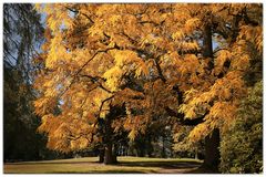 Herbst im Park