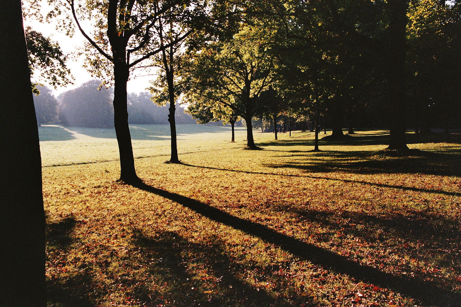 Herbst im Park