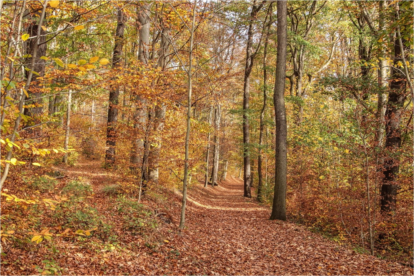 Herbst im Park 1