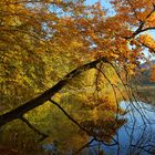 Herbst im Park - 1