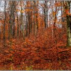 Herbst im Park (1)