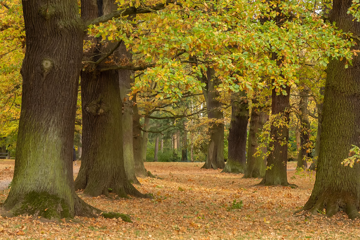 Herbst im Park