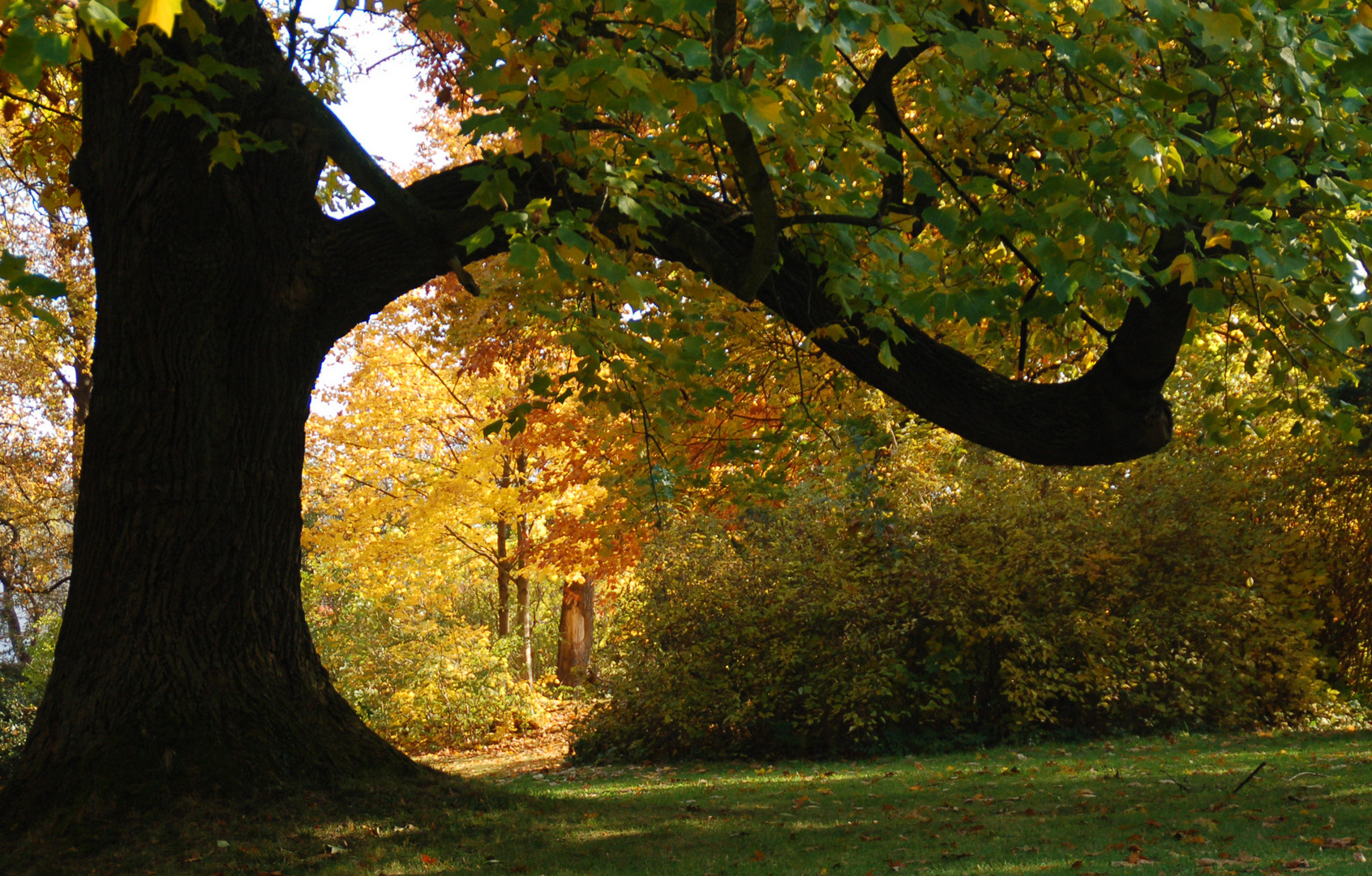 Herbst im Park