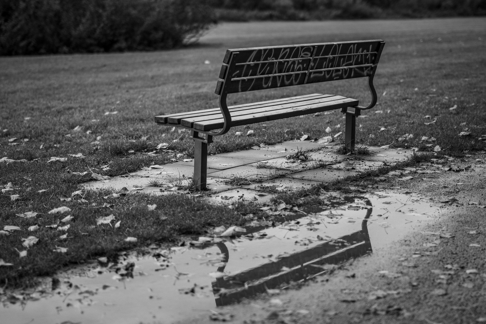 Herbst im Park -2