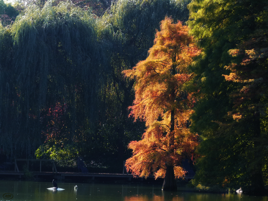 Herbst im Park... (2)