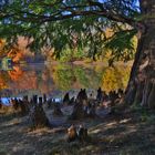 Herbst im Park - 2