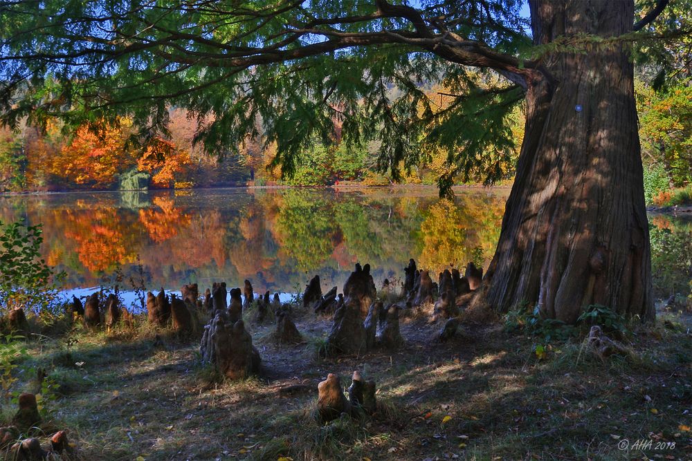 Herbst im Park - 2