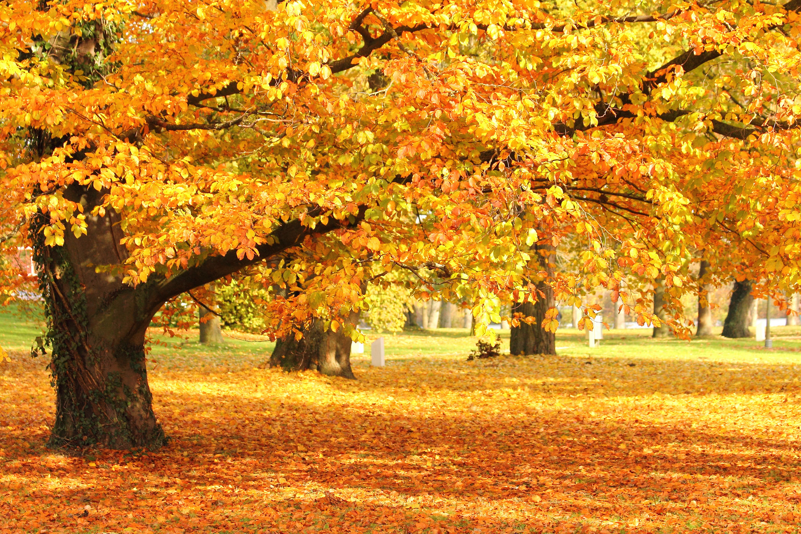 Herbst im Park (2012)