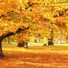 Herbst im Park (2012)