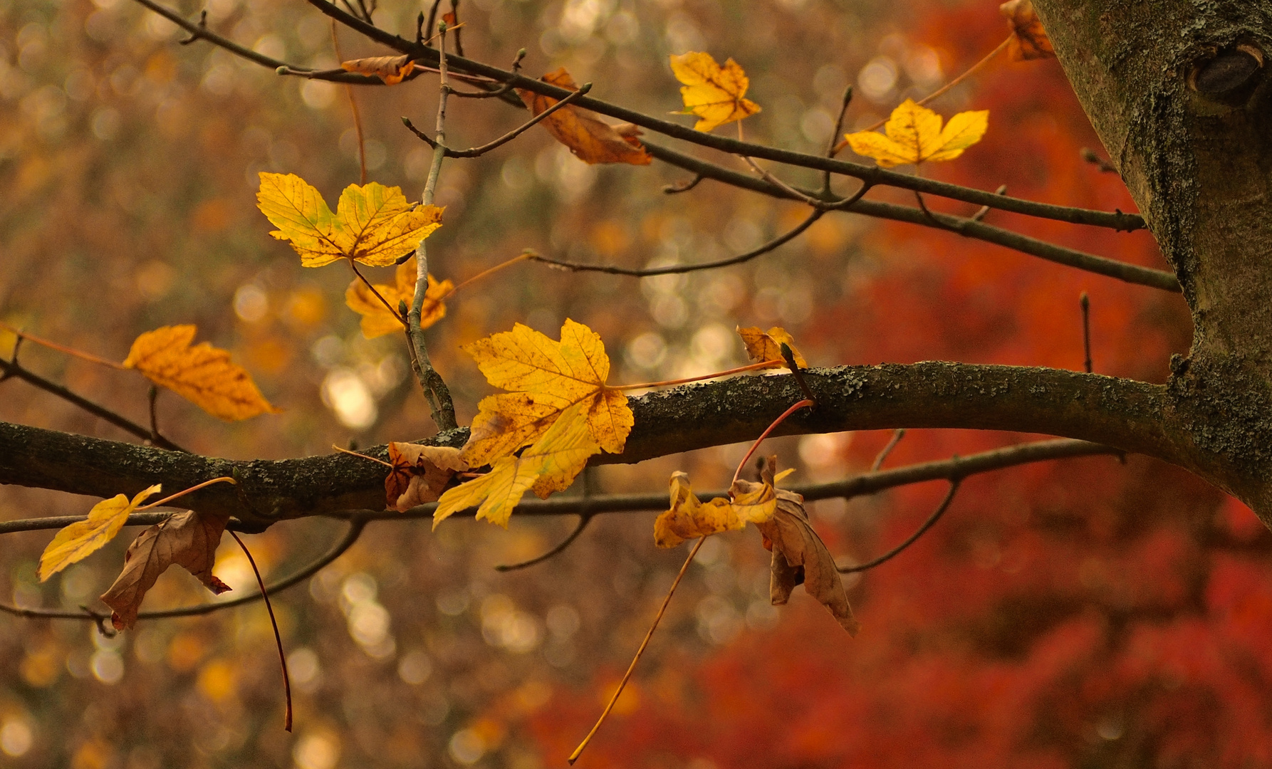 Herbst im Park